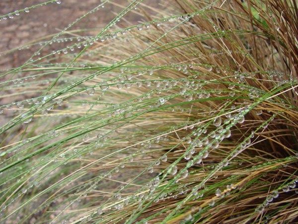 Raindrops_on_Grass