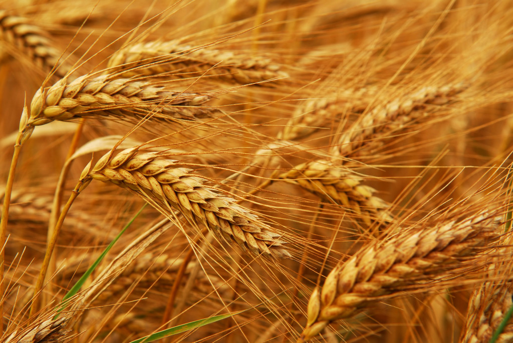 Golden wheat growing in a farm field, closeup on ears