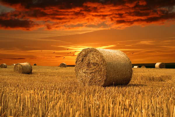 harvest-redsky-600px